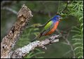 _B211201 Painted bunting